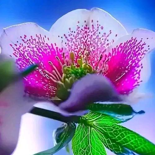 花卉大姐