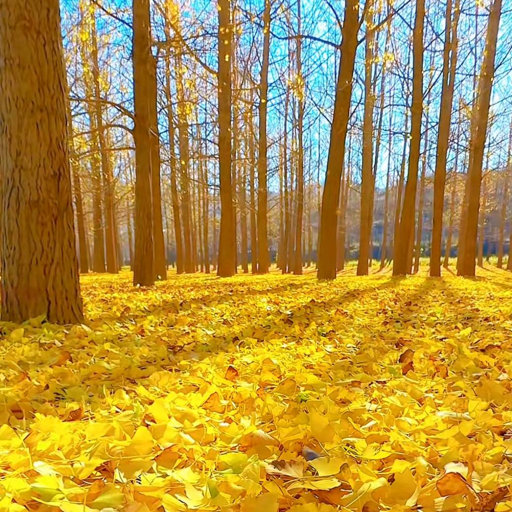 碧水豪园那须门票优惠直通车
