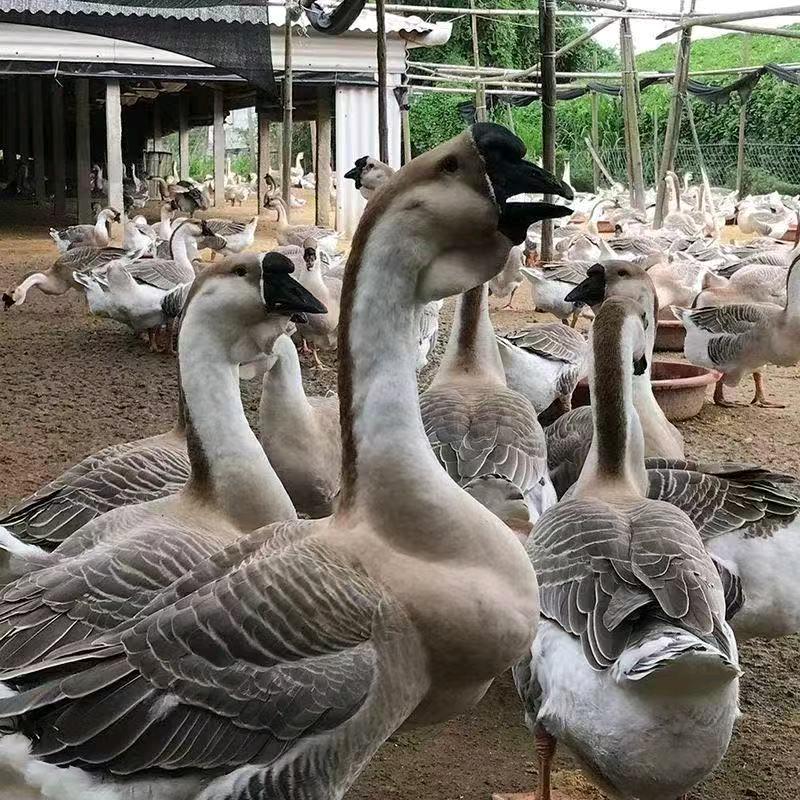 凤姐家禽鸡鸭鹅养殖农场