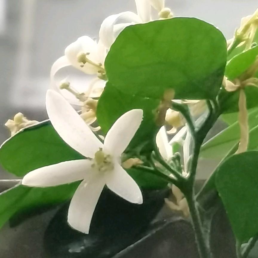 铠甲铁锅m