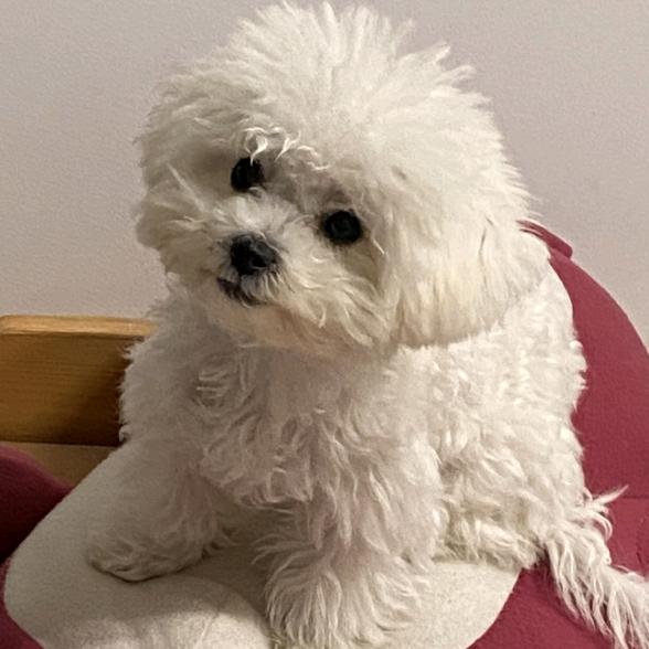 比熊犬舍