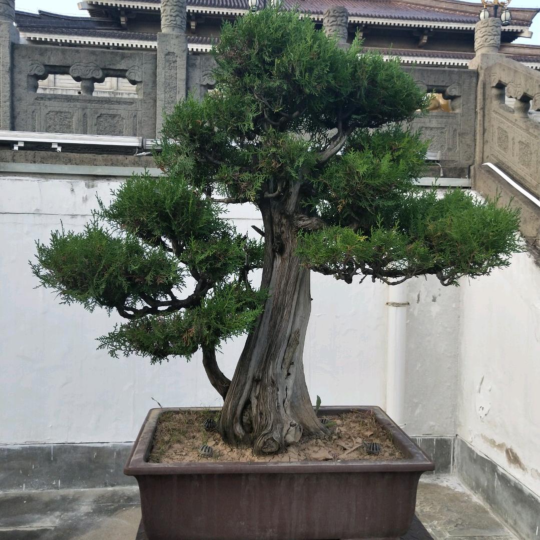 静园盆景园。
