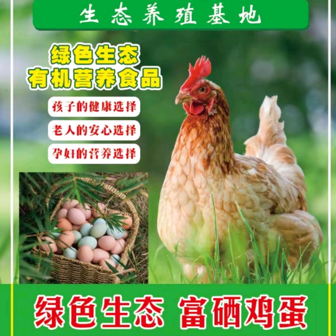 农村生态散养土鸡老王