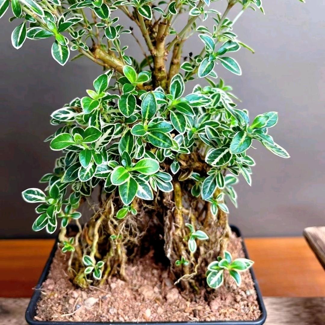 金弹子老桩基地