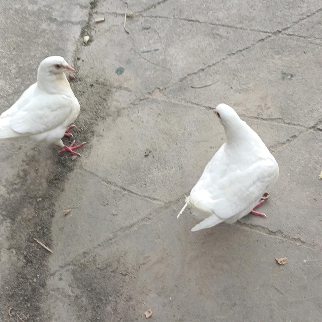 冯大哥