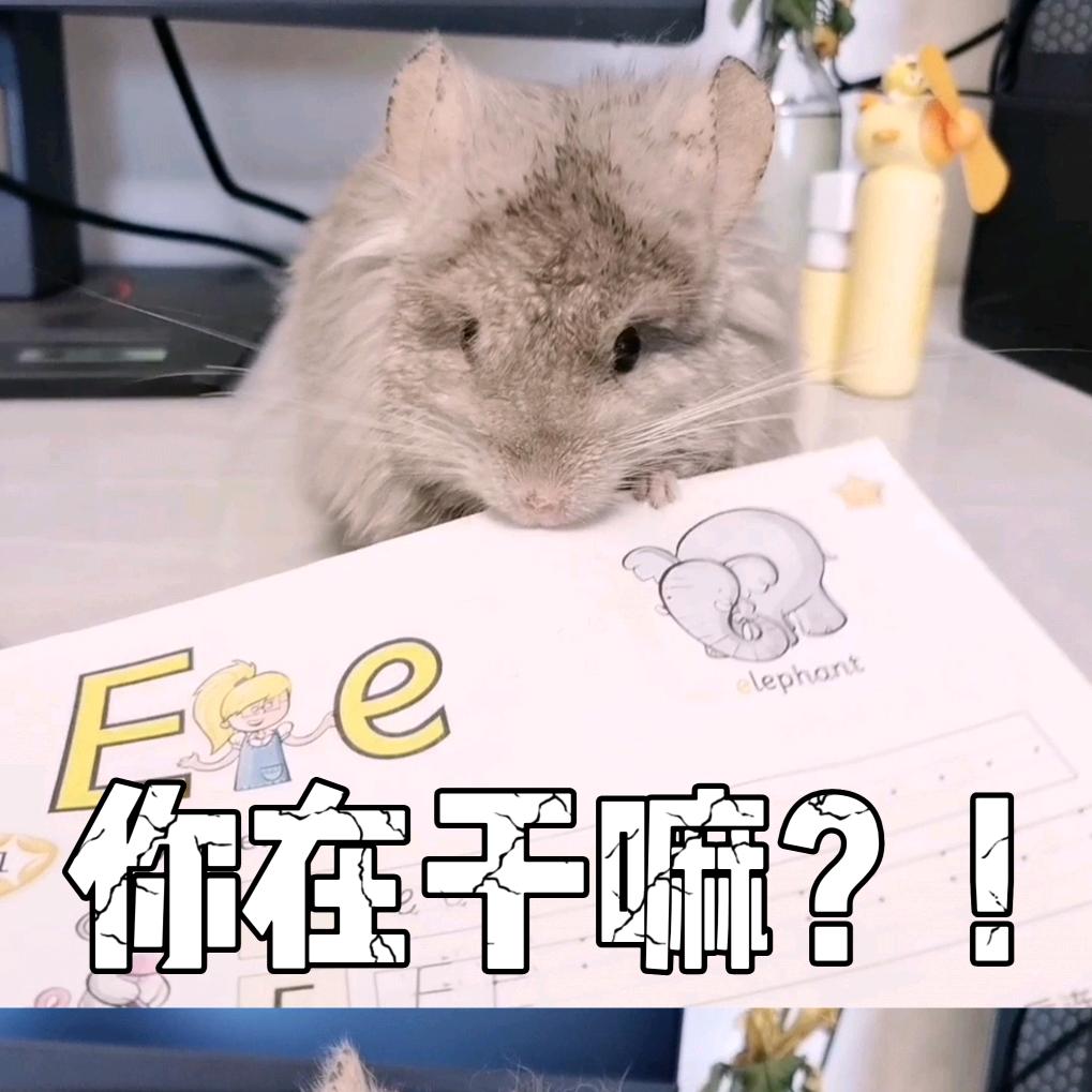 薄荷000