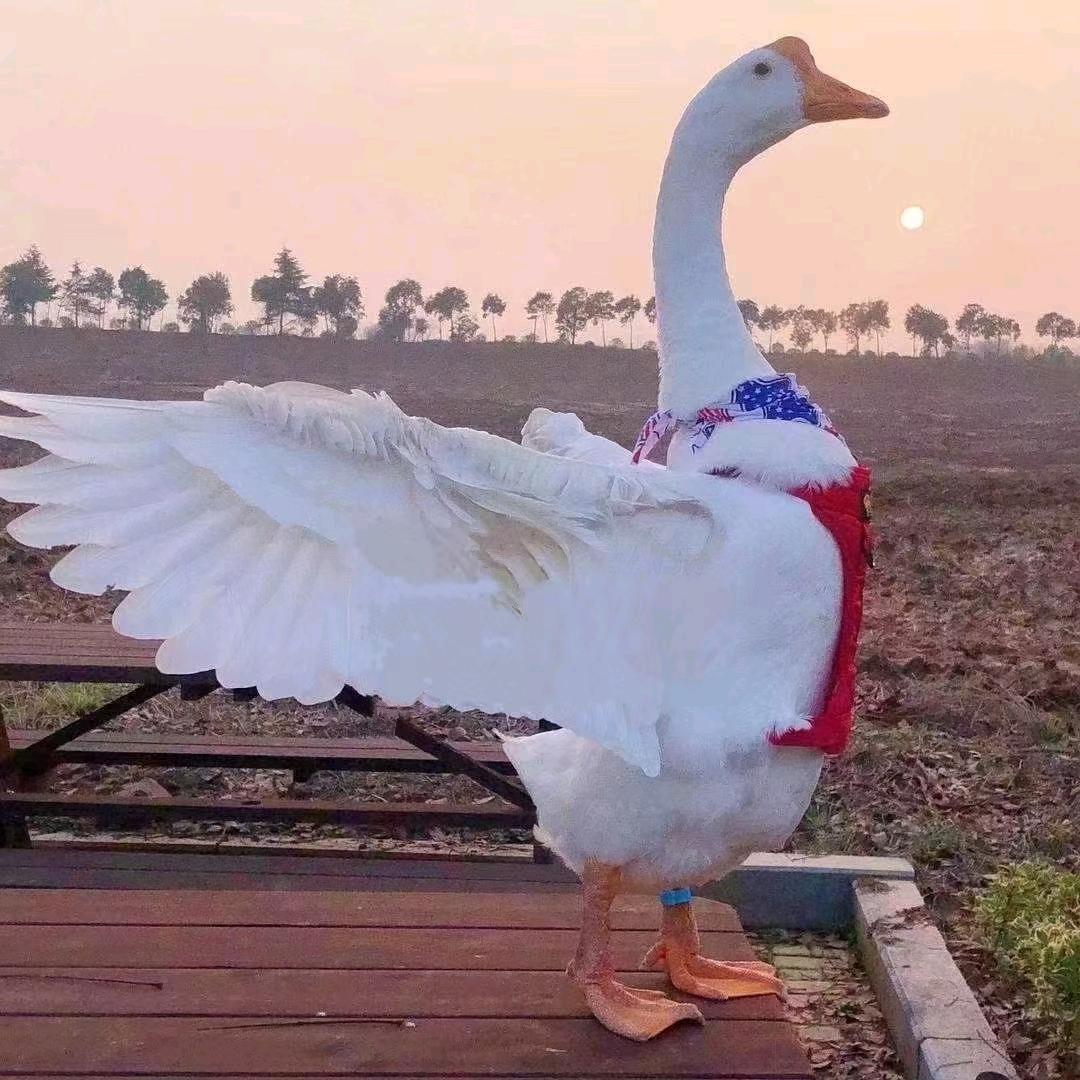 隐姓埋名