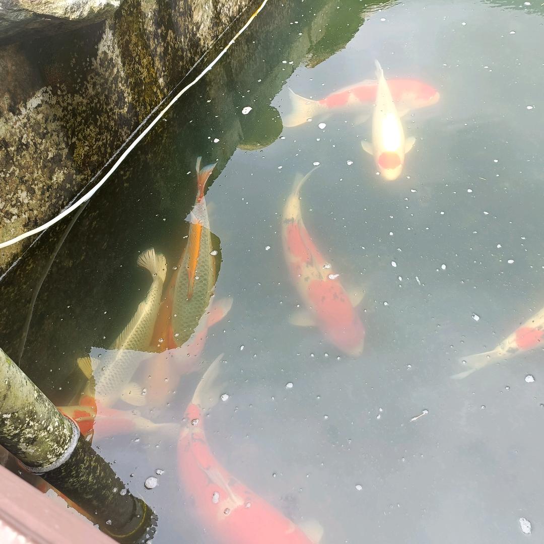 平淡如水