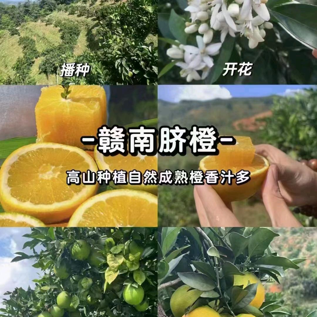 招招  赣南脐橙