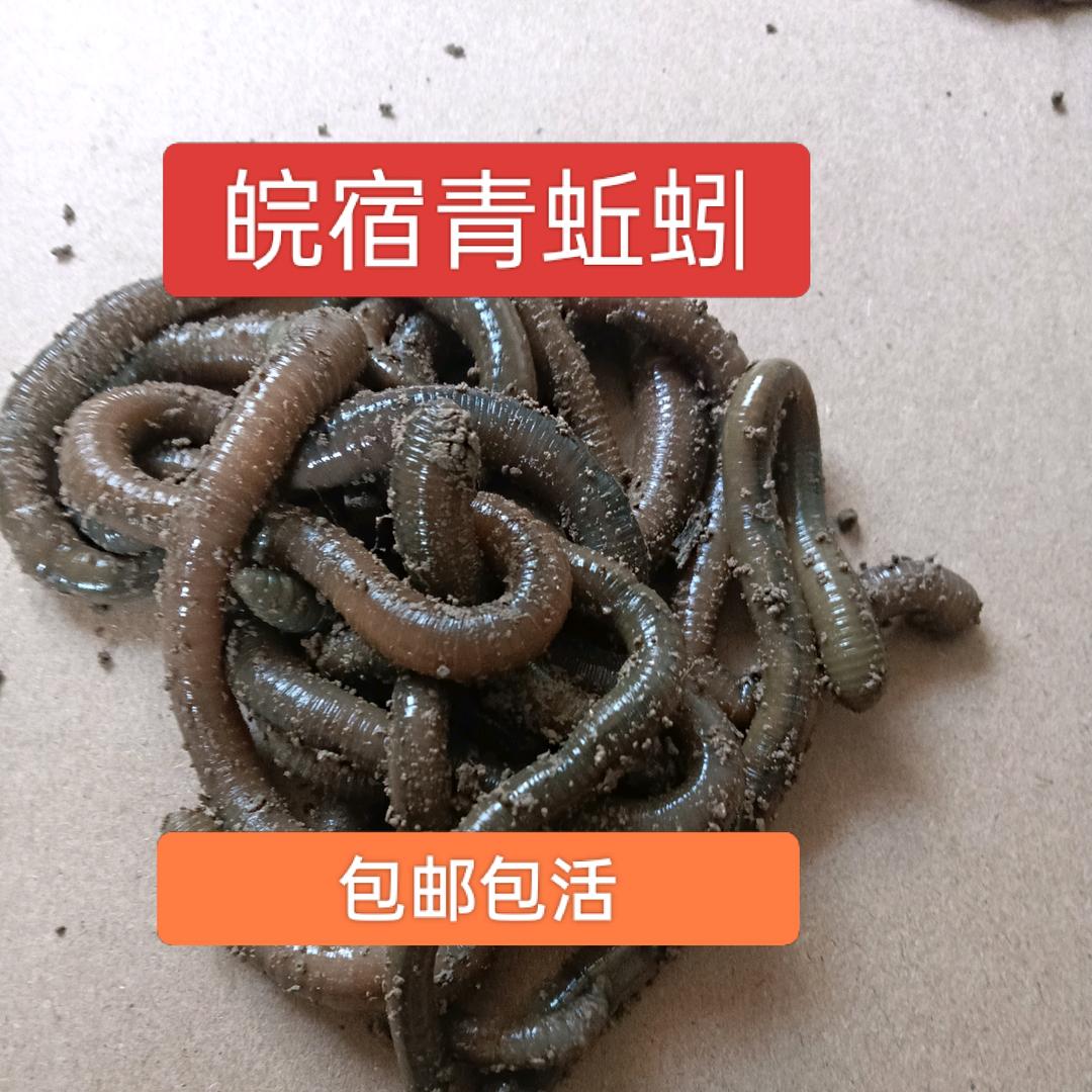 皖宿青蚯蚓
