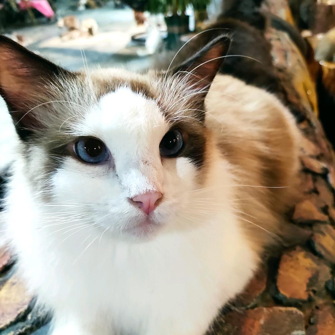 肚肚是只猫