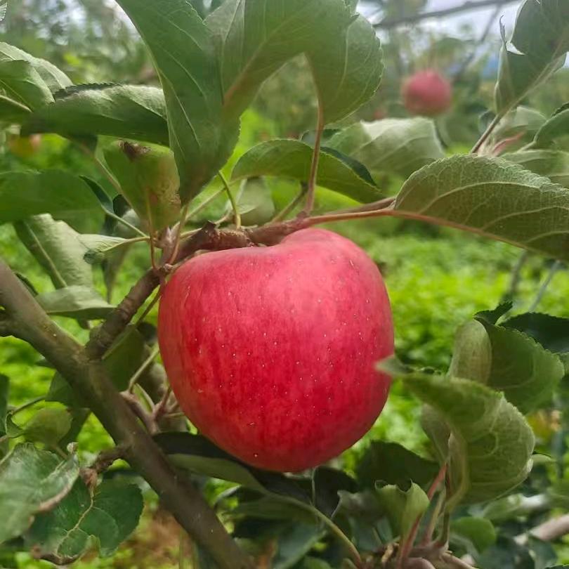 你的美丽是因为可爱