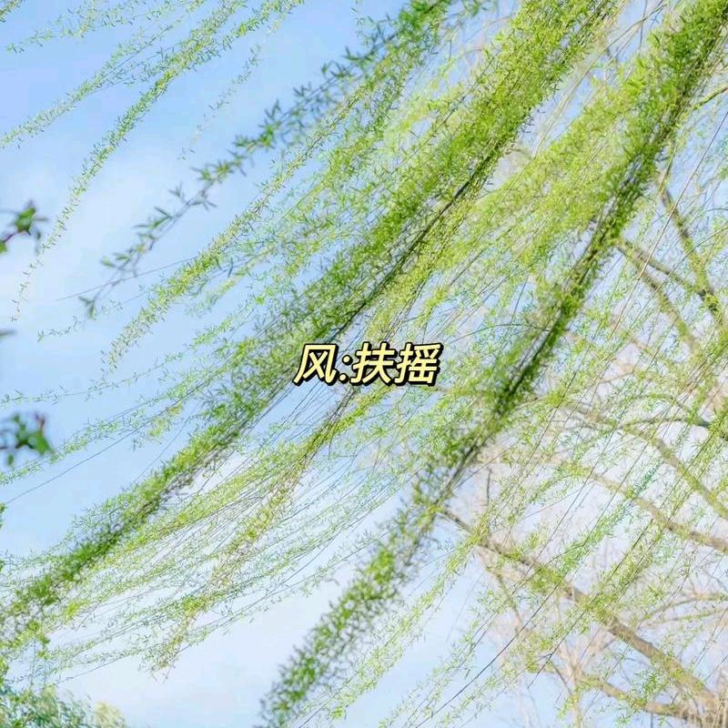 风扶摇曳
