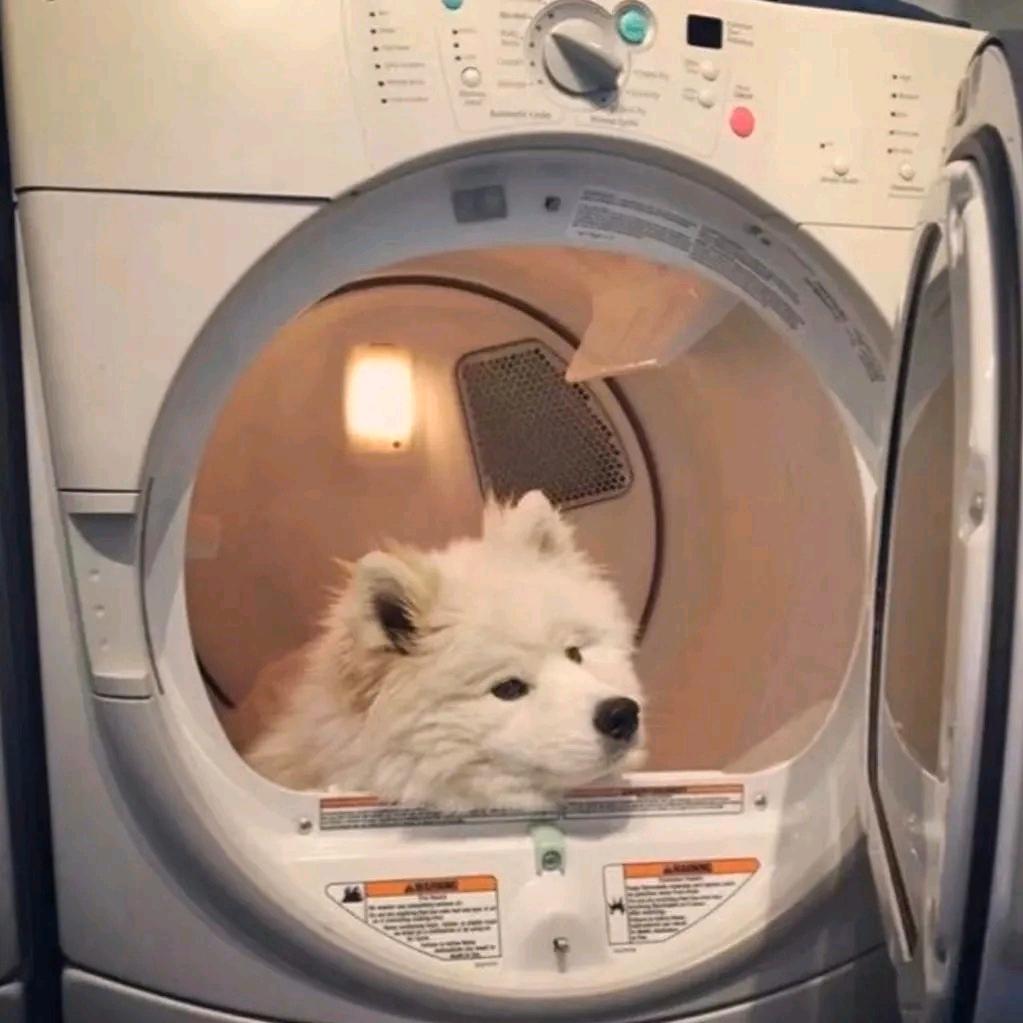 快落小狗