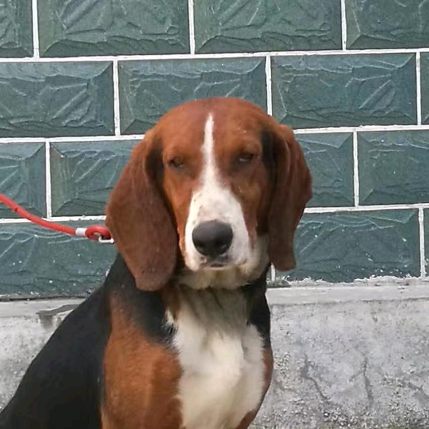 猎犬论坛