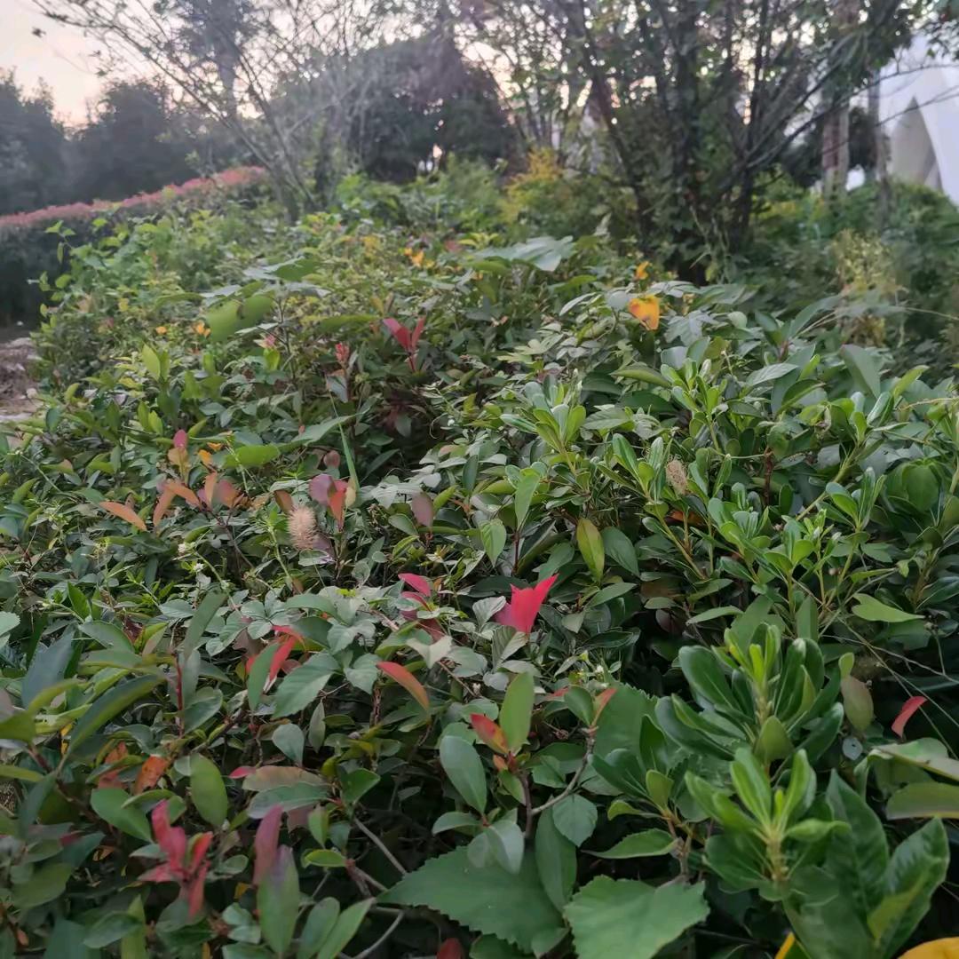 农村创业， 技术服务1977