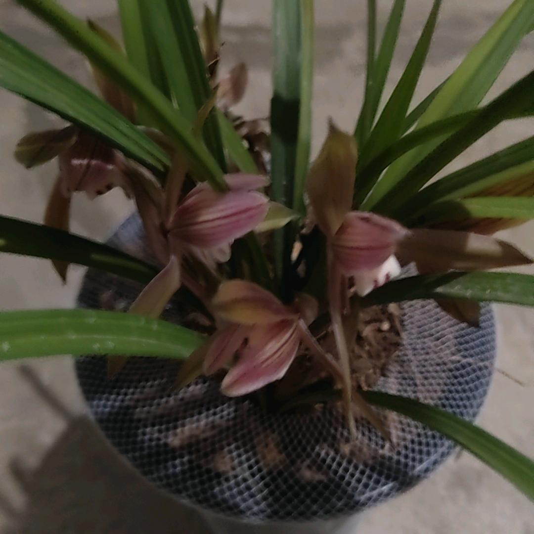 那年错啊