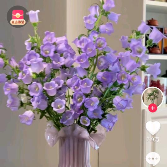 风铃花