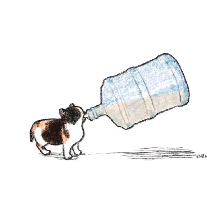 虎头是个奶嘴猫