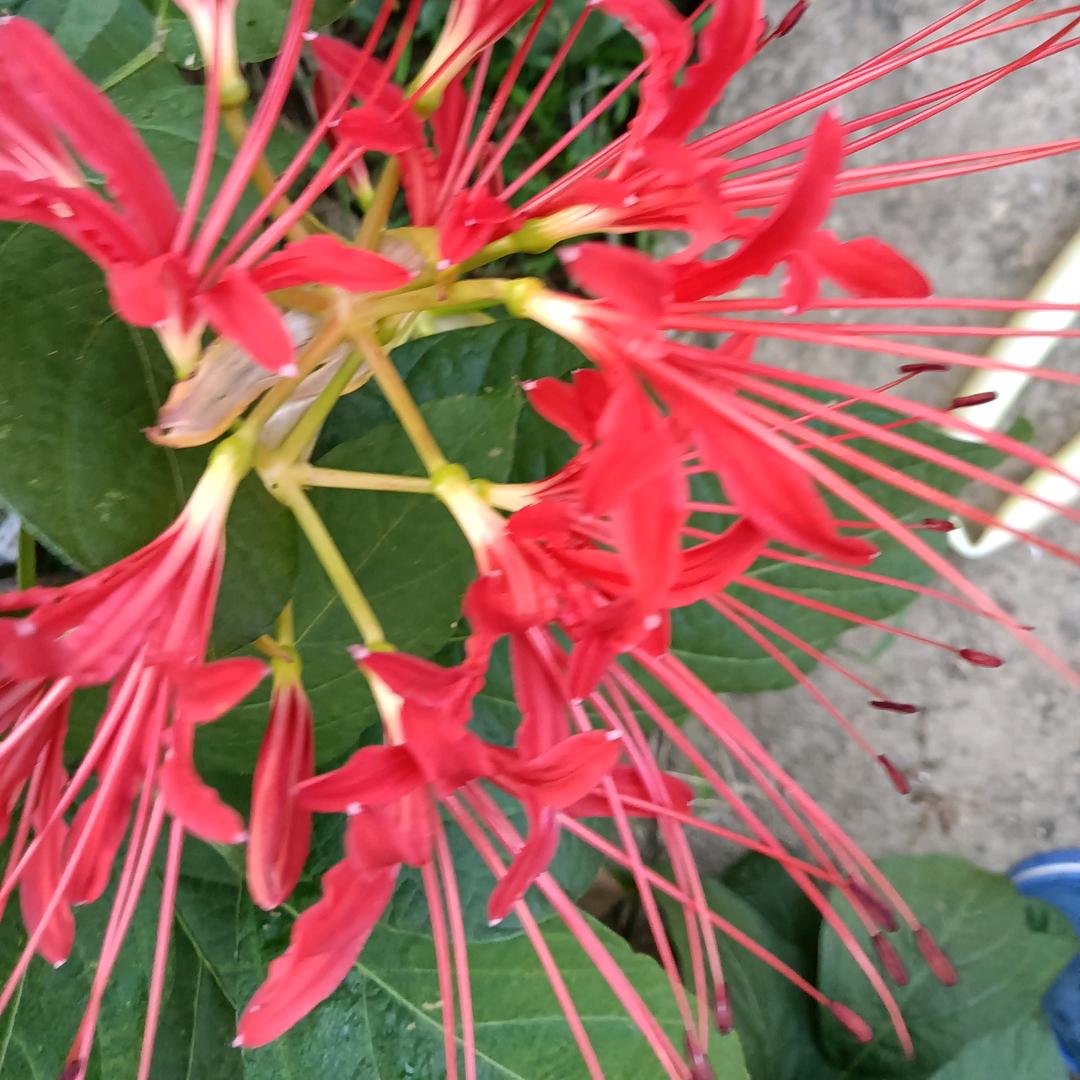 芝芝生活百货