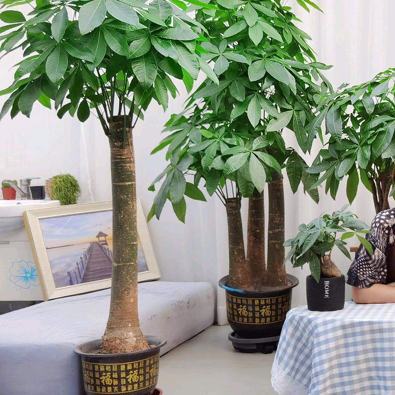 菊树发财树绿植基地