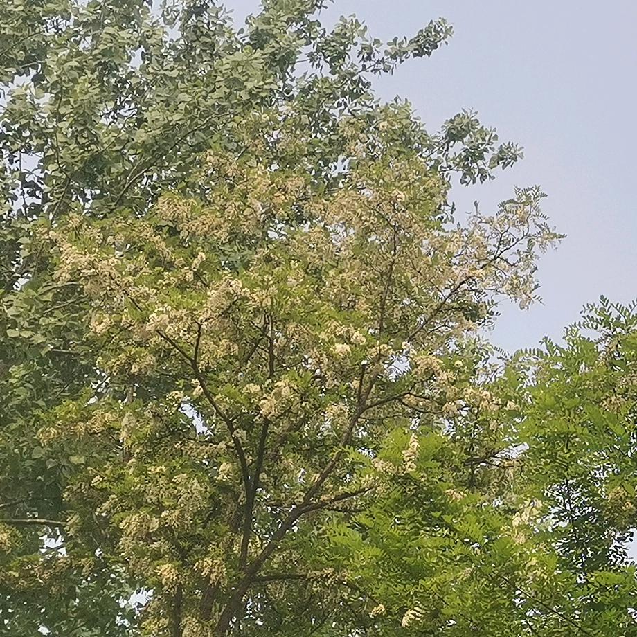 懒散的小苹果