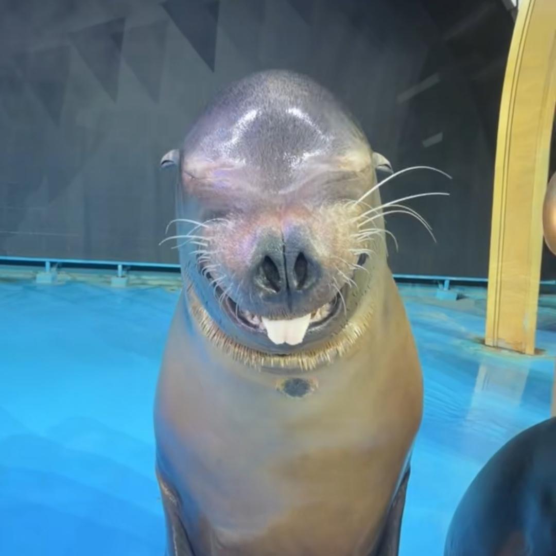 飞天大海豹🦭