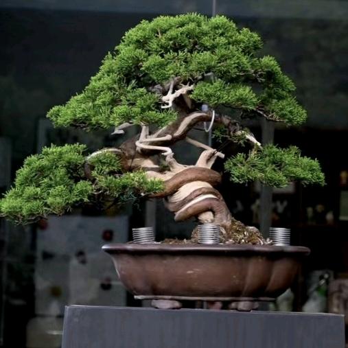 艺景园VIP专属客服