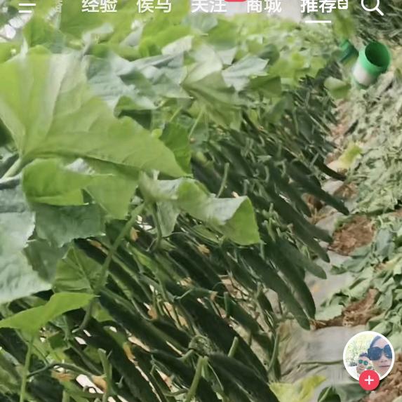 西贝木木