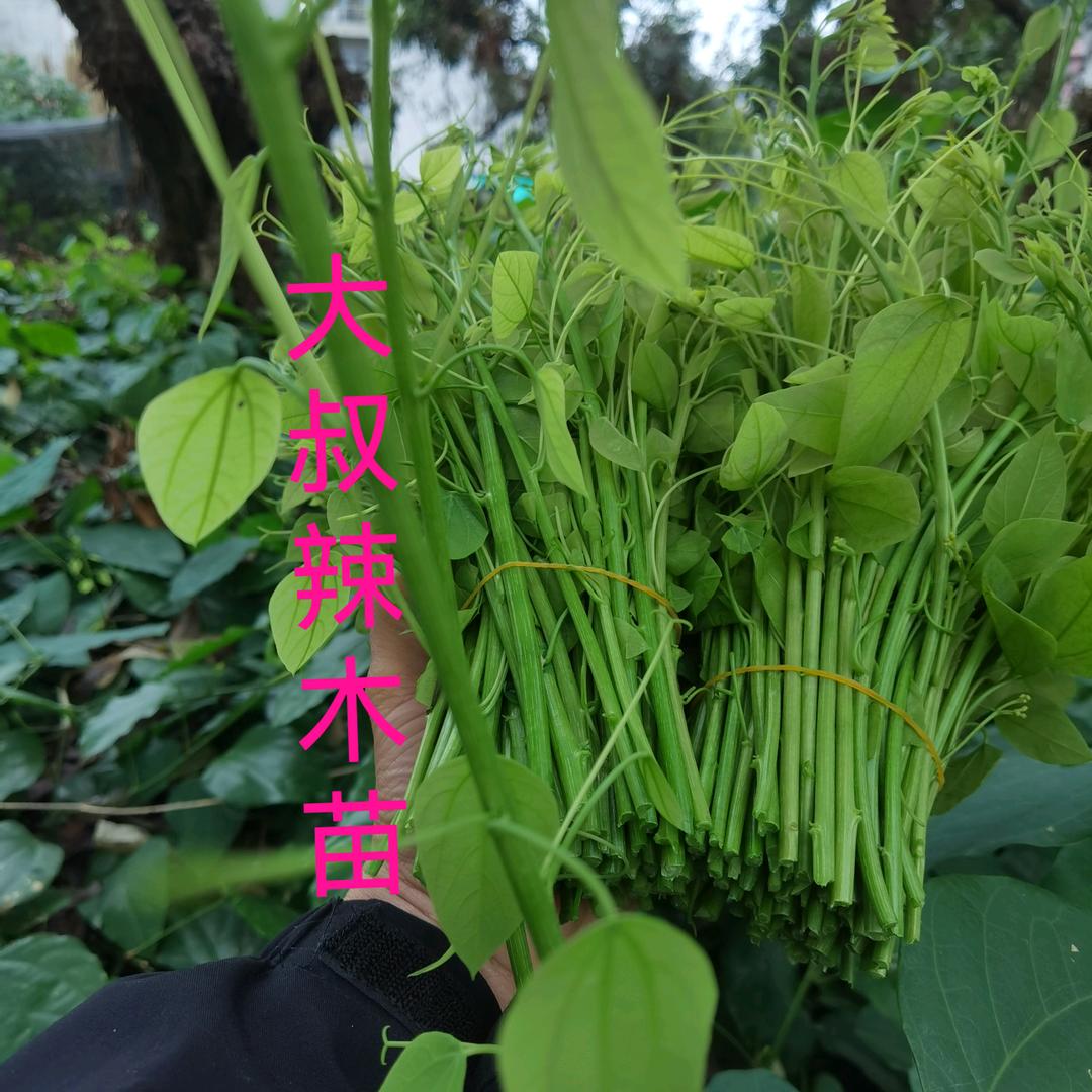 大叔辣木苗.姑娘菜（野菜基地）
