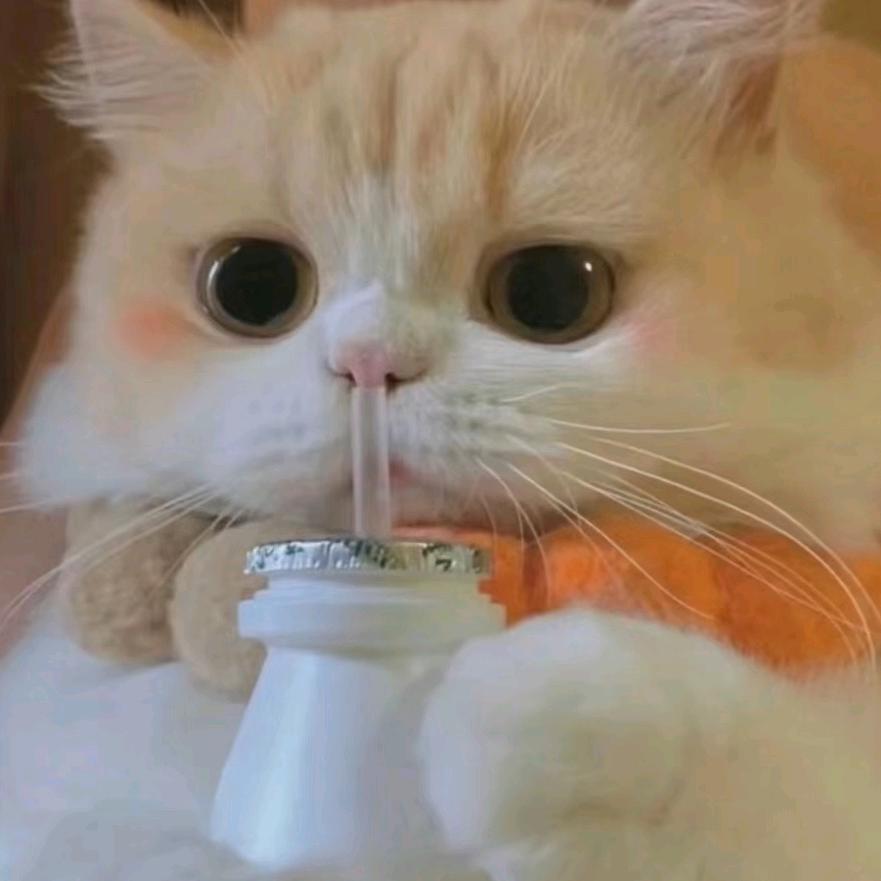 夭夭玩游戏