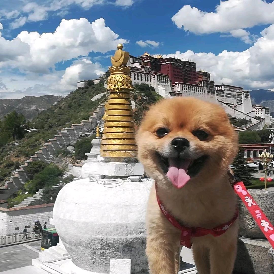 马头琴