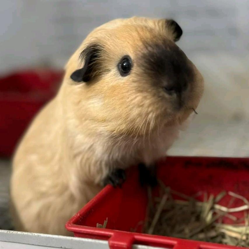 QQ豚
