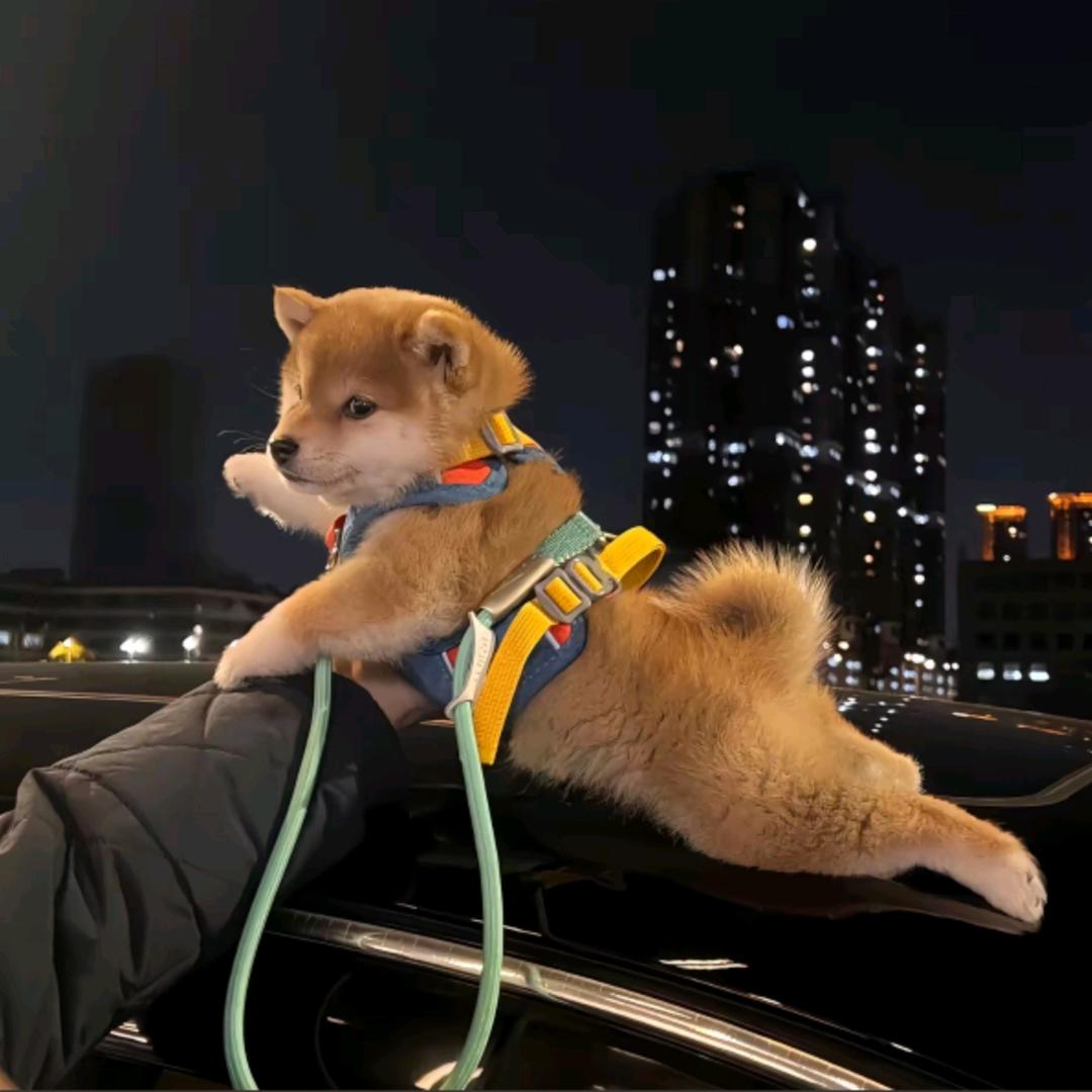 红绿灯