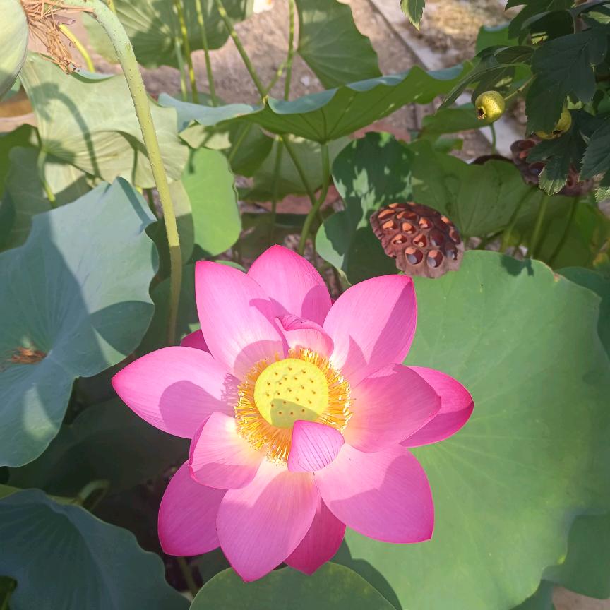 💕ꕥ᭄多财💞多亿ꦿᩚ