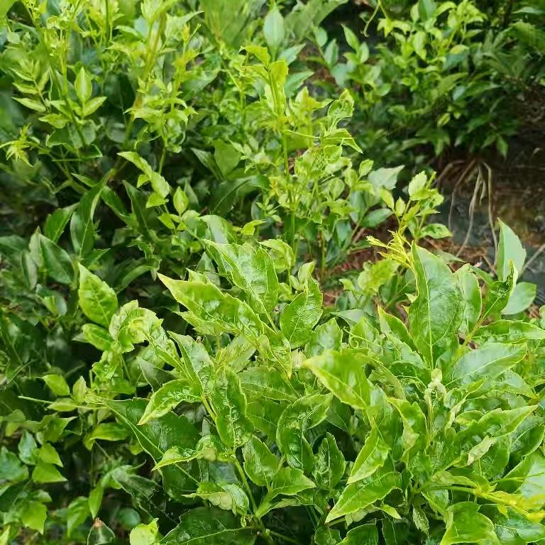 土家阿妹卖莓茶