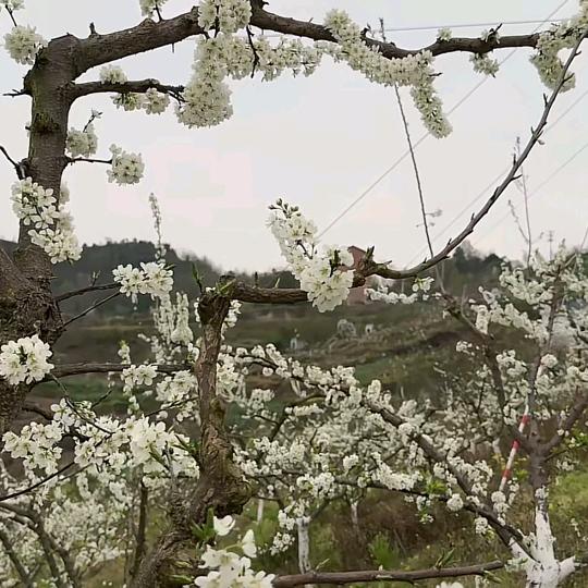 华哥，