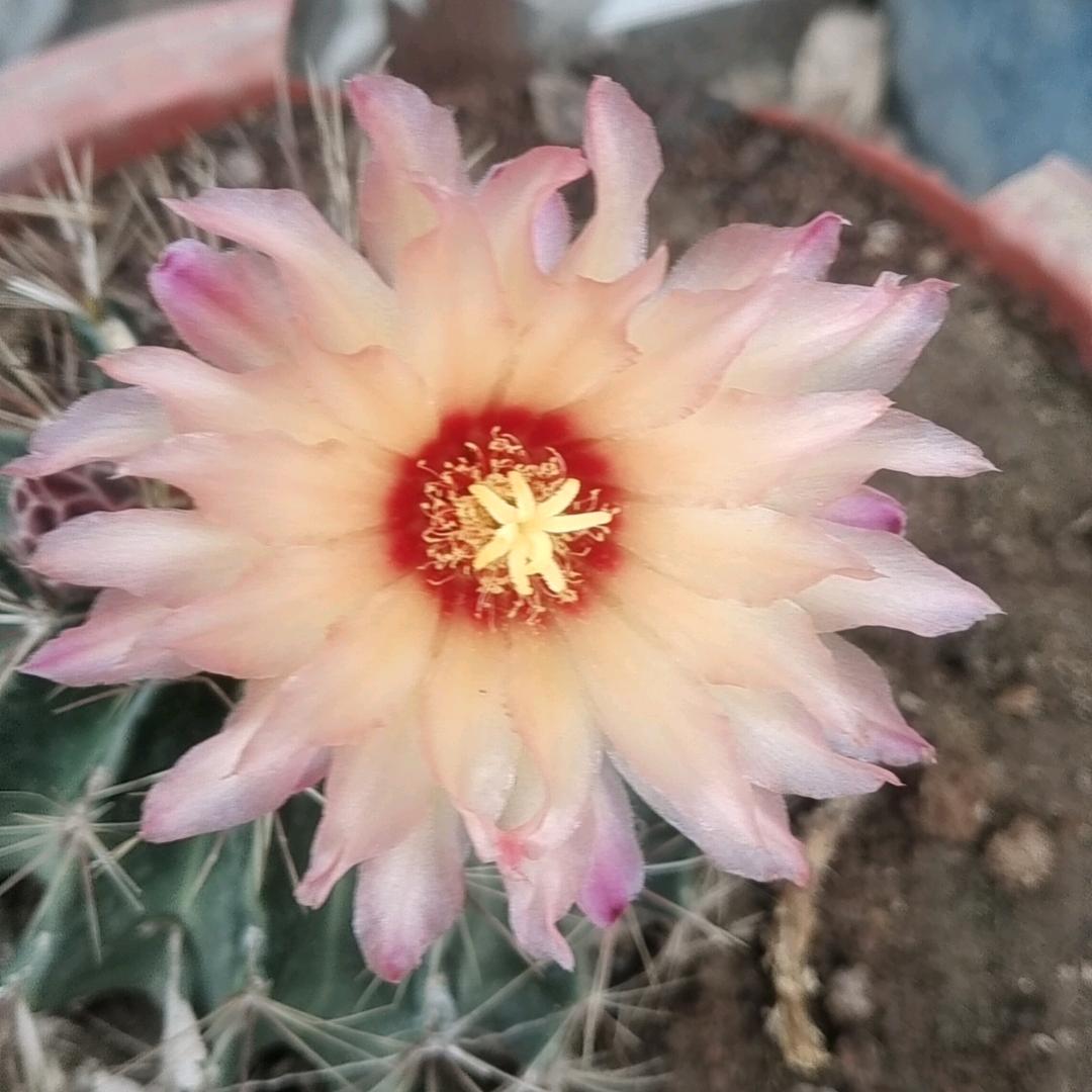 淡雅如花