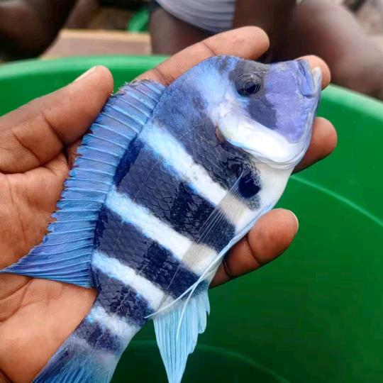 子衿三湖萨伊蓝