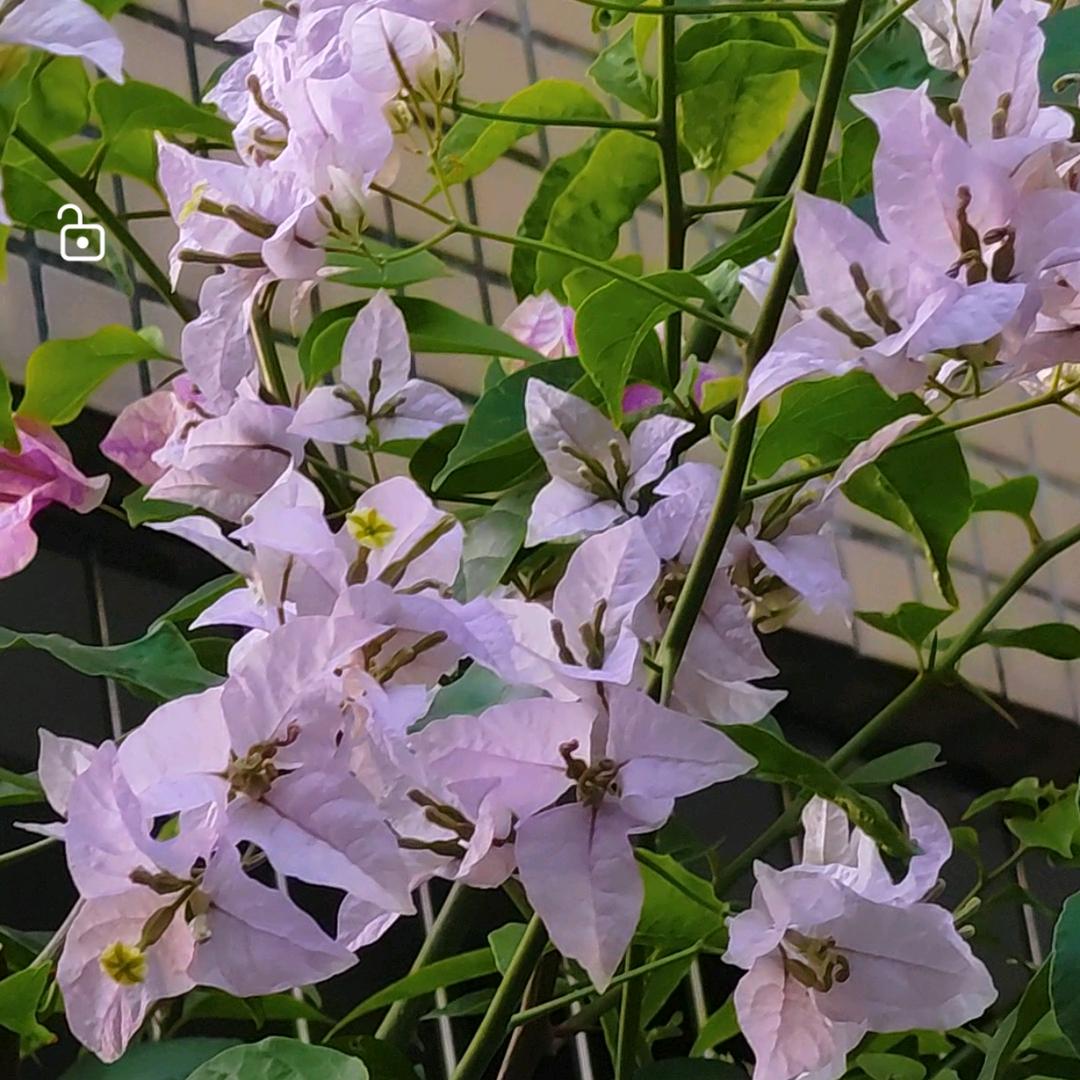 花的女主人
