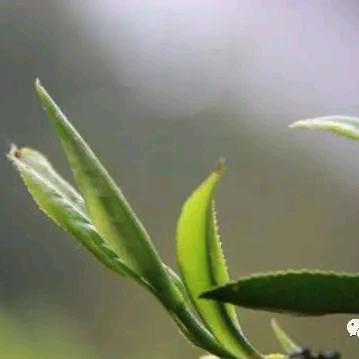 昭平县昕茗茶坊