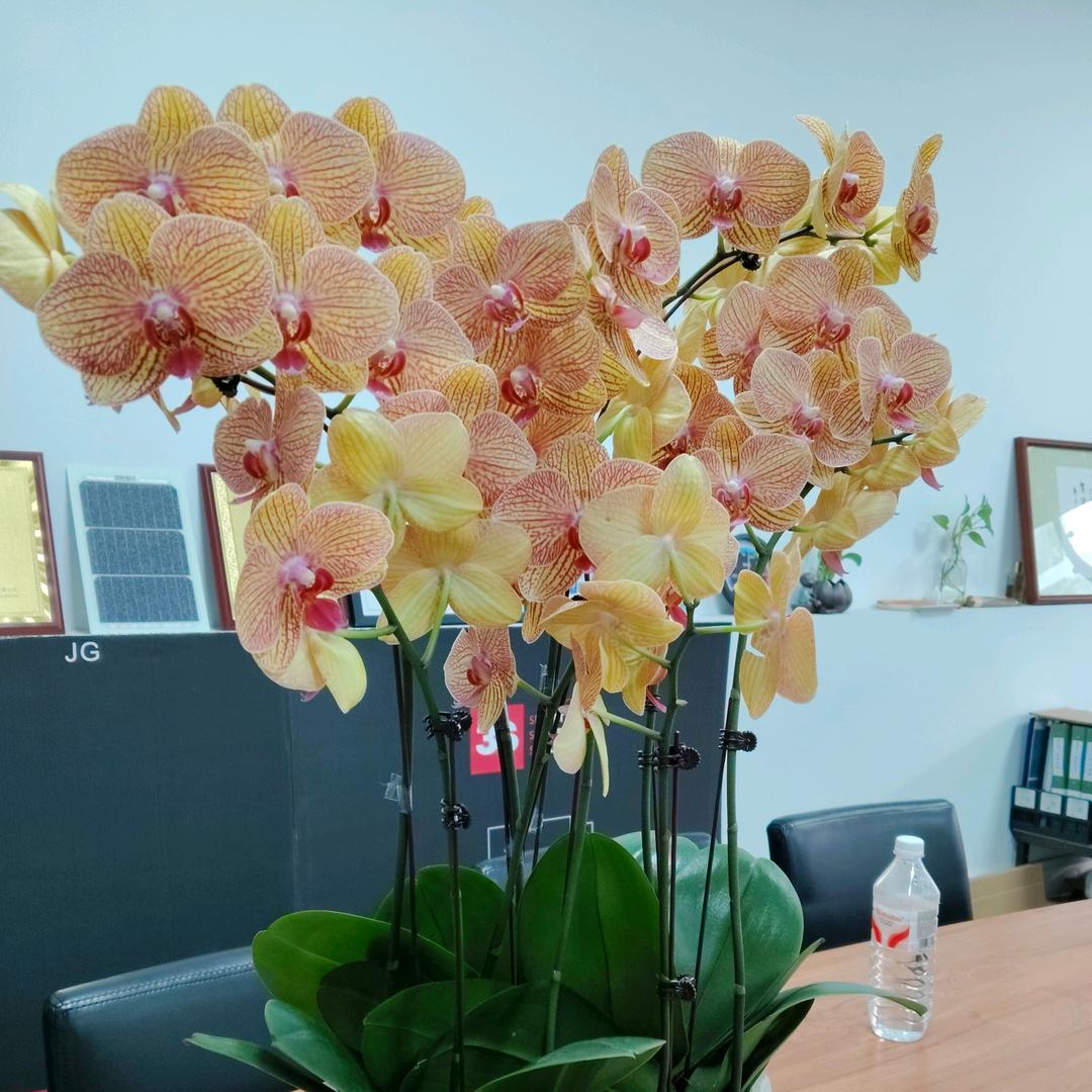 💞Ꭽℯ⃝巧巧㇏💕࿐