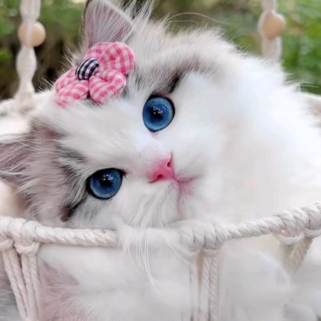 格格的猫