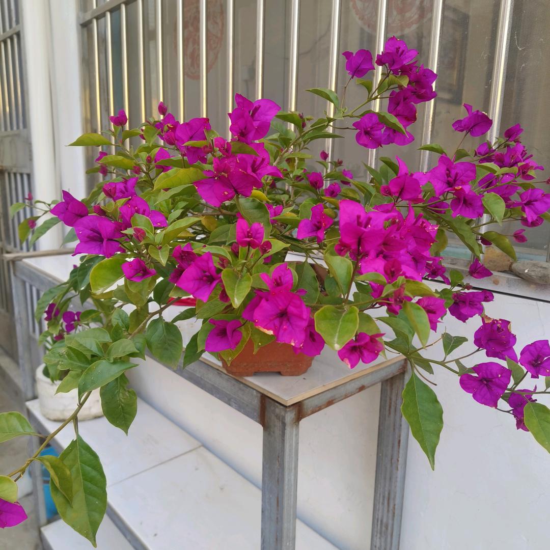 💘忘💘优💘草💘