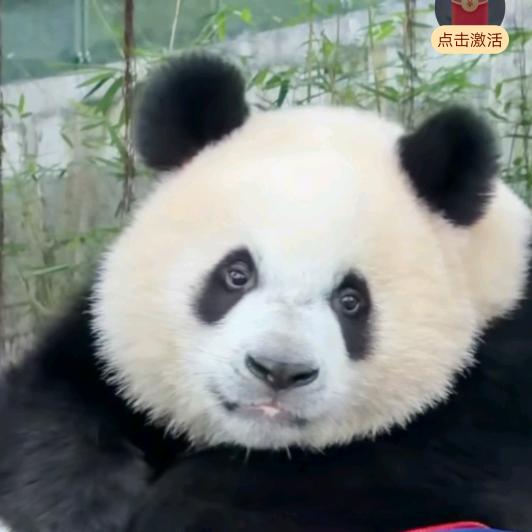 🦋兰雨🕊晴风❃