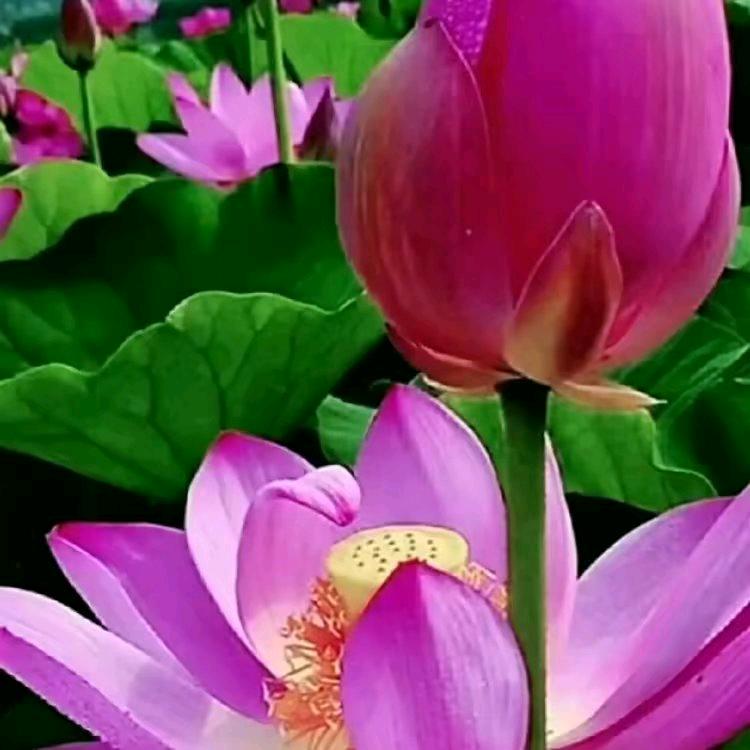 遇见你是缘份，遇佛有缘