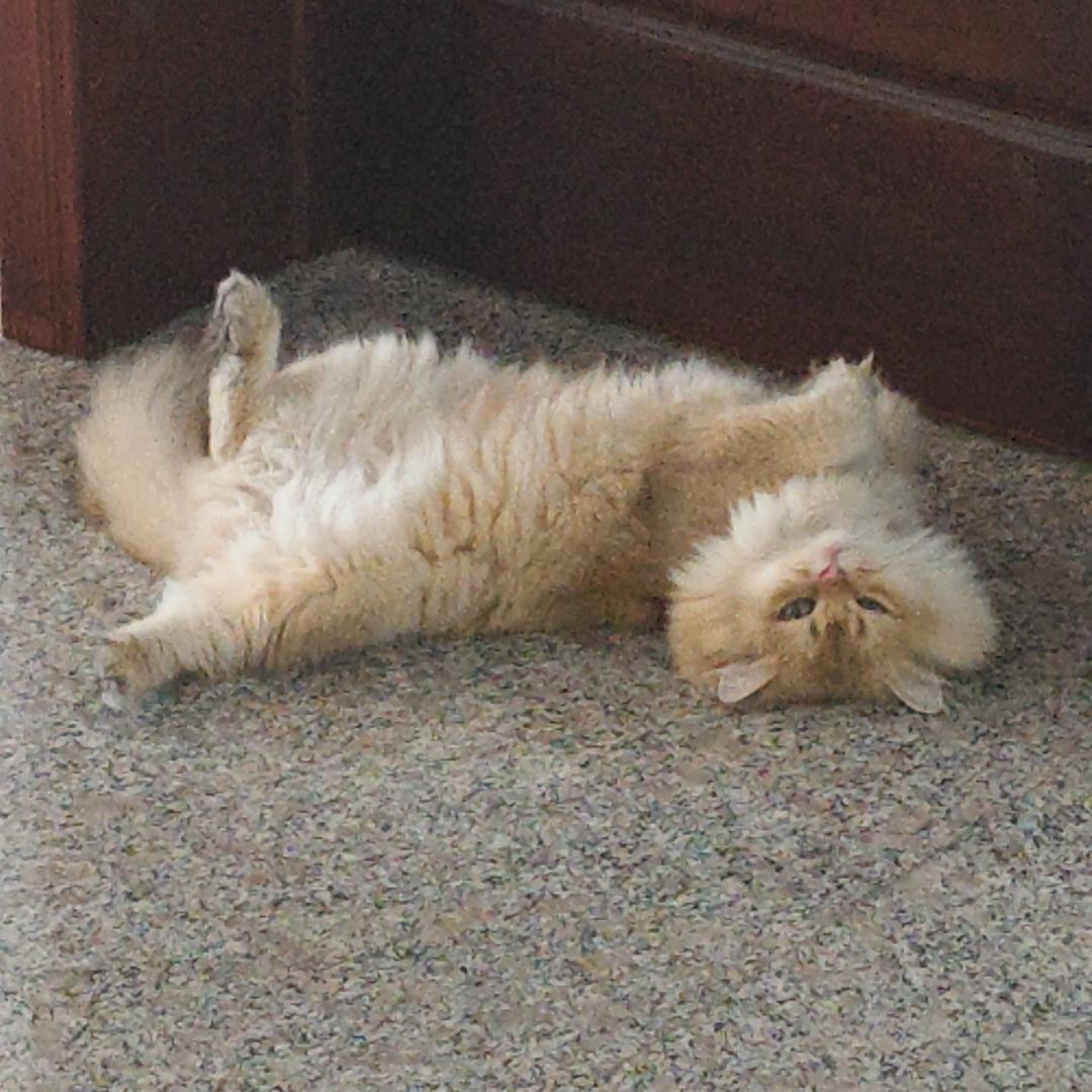 共勉（三角洲行动）