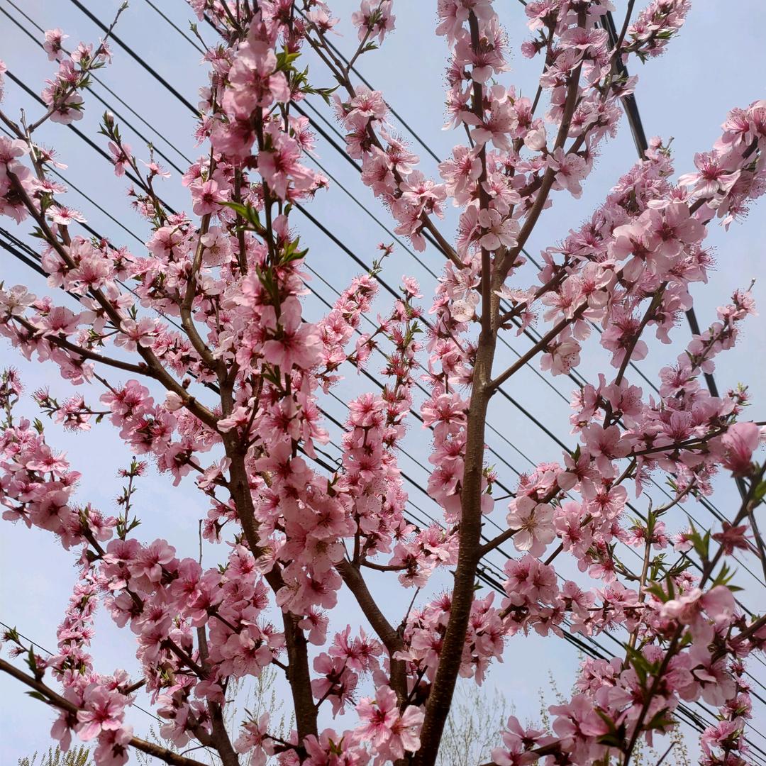 全家平安