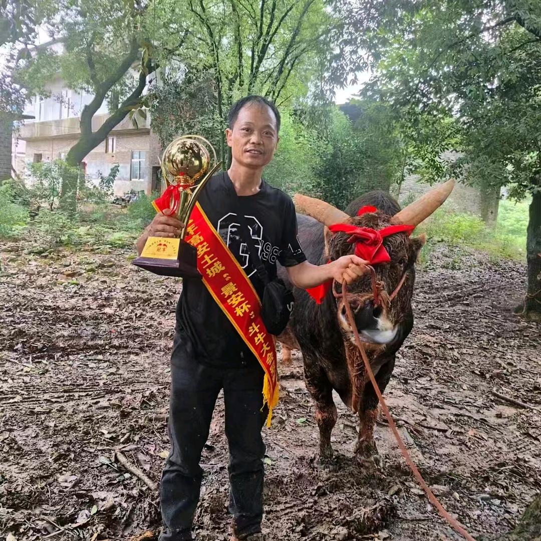 发财靠牛运