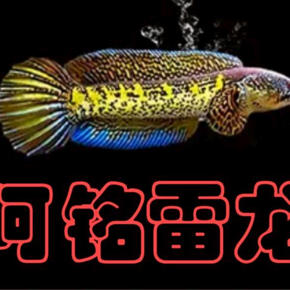 阿铭雷龙